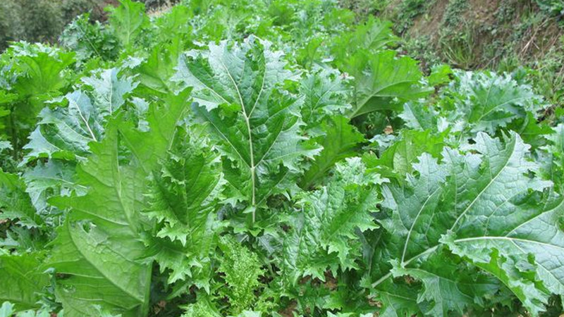 Rau cải mèo trồng chủ yếu ở các khu vườn của người Mông, thường xuất hiện trong các bữa ăn gia đình nơi đây. Khi ăn rau này chúng ta sẽ cảm nhận được vị hơi đắng, giòn và dai của rau.