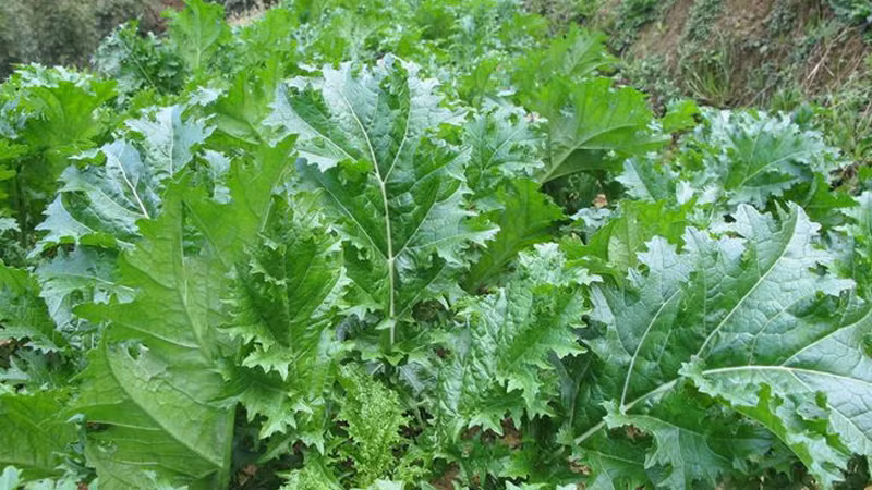 Rau cải mèo trồng chủ yếu ở các khu vườn của người Mông, thường xuất hiện trong các bữa ăn gia đình nơi đây. Khi ăn rau này chúng ta sẽ cảm nhận được vị hơi đắng, giòn và dai của rau.