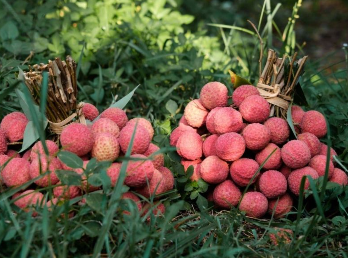 Khi được hỏi "Bắc Giang có đặc sản gì?", vải thiều sẽ là cái tên đầu tiên được du khách nghĩ đến. Vải thiều Lục Ngạn khi chín có màu đỏ, vỏ mỏng, hạt lép và giàu dinh dưỡng.