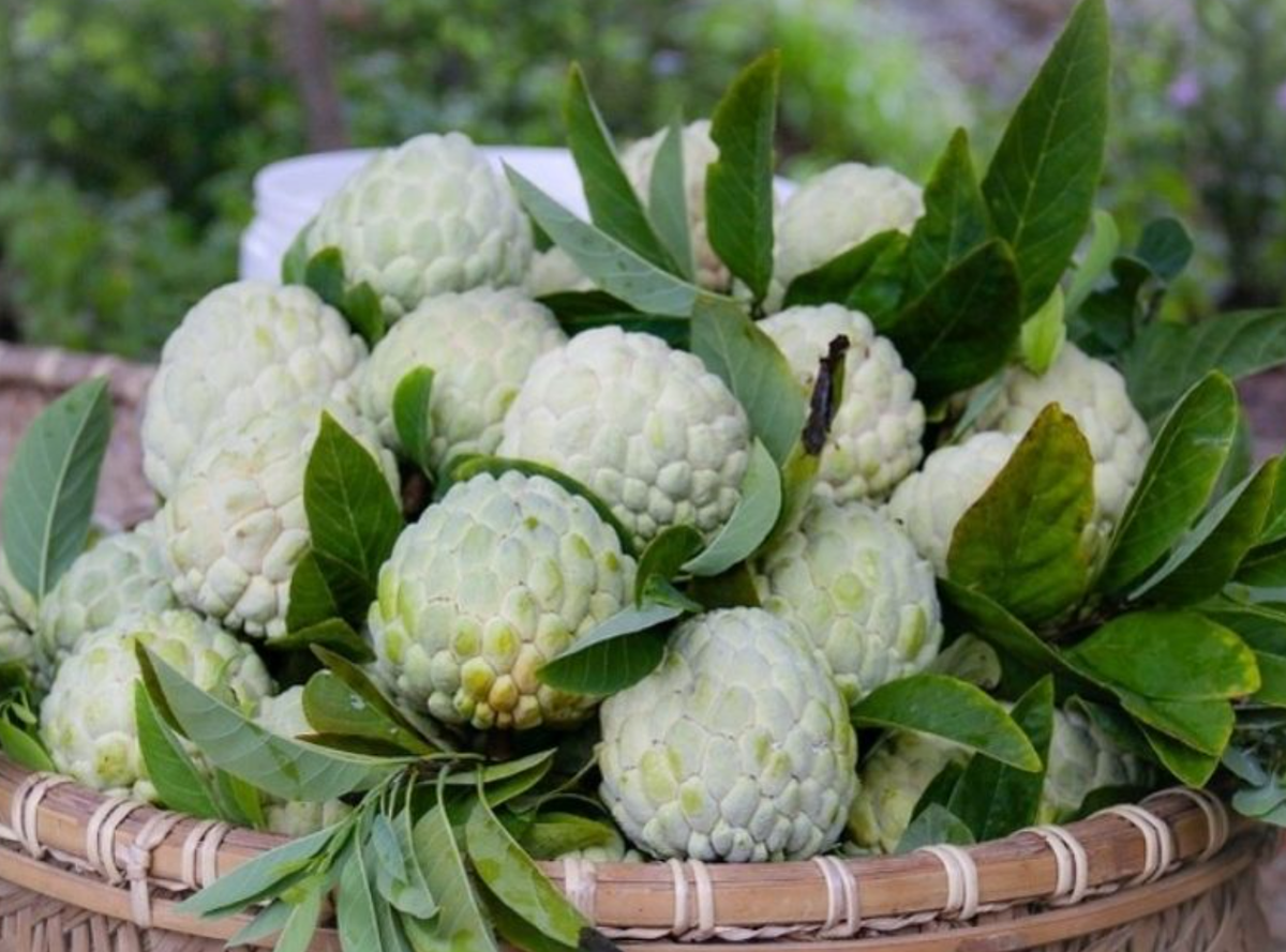 Ngoài vải thiều Lục Ngạn thì Na Lục Nam cũng được xếp vào hàng cực phẩm trong các món đặc sản Bắc Giang trứ danh. Na Lục Nam quả nào quả nấy to, thịt mềm, vị ngọt thơm lừng, quả nào cũng tròn đều trông rất đẹp. Ảnh: Sưu tầm