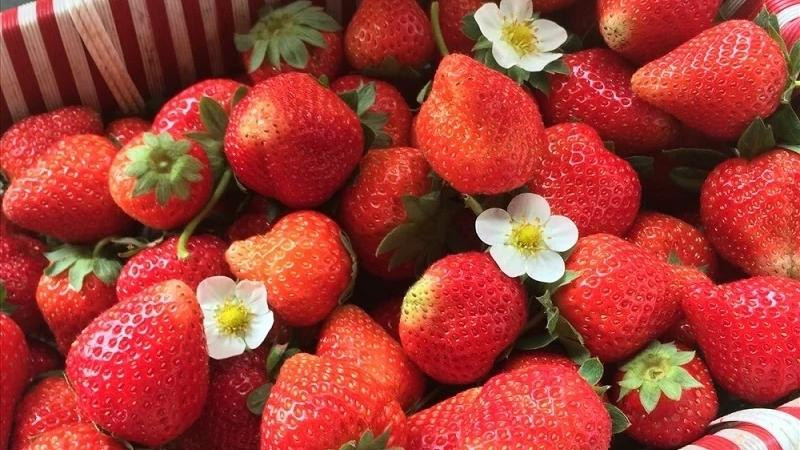 Dâu tây Mộc Châu cũng được rất nhiều người yêu thích.