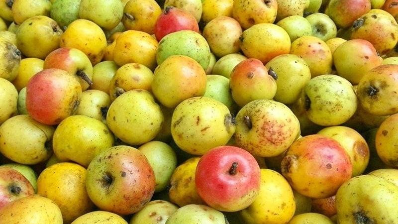 Táo mèo là loại trái cây đặc sản ở Mộc Châu. Táo mèo có màu xanh và vị chua ngọt nhẹ rất dễ ăn, hương vị khác hẳn với các loại táo thông thường khác.