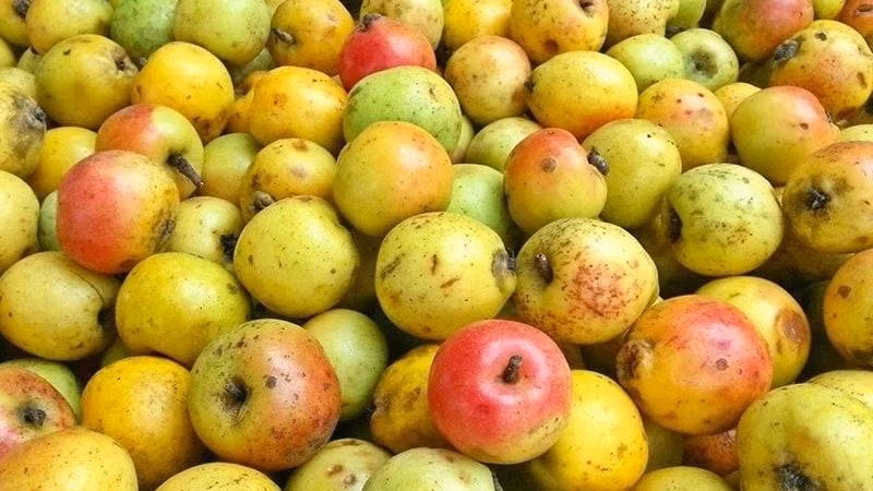 Táo mèo là loại trái cây đặc sản ở Mộc Châu. Táo mèo có màu xanh và vị chua ngọt nhẹ rất dễ ăn, hương vị khác hẳn với các loại táo thông thường khác.