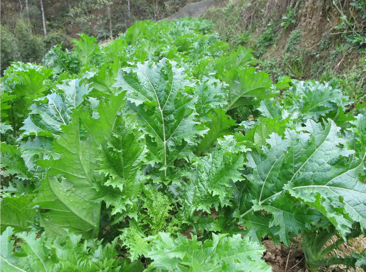 Rau cải mèo không chỉ là đặc sản Mộc Châu mà còn gắn liền với cuộc sống của nhiều gia đình tại đây. Rau cải mèo cũng chính là biểu trưng nổi bật cho văn hoá ẩm thực tại Mộc Châu.