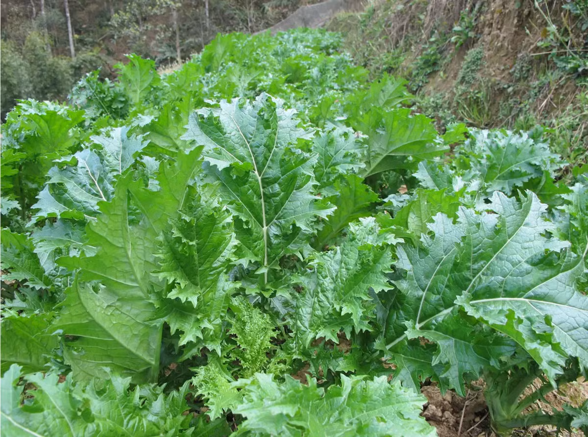 Rau cải mèo không chỉ là đặc sản Mộc Châu mà còn gắn liền với cuộc sống của nhiều gia đình tại đây. Rau cải mèo cũng chính là biểu trưng nổi bật cho văn hoá ẩm thực tại Mộc Châu.