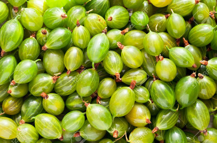 Gooseberries hay còn gọi là quả lý gai, quả mận gai. Đây là loại quả có hình tròn, vỏ thơm, thường mọc hoang tại các vùng rừng núi Việt Bắc và Tây Bắc nước ta. Quả lý gai rất giàu dinh dưỡng, thường được dùng để hỗ trợ điều trị các vấn đề về nước tiểu, số lượng tinh trùng thấp và rối loạn cương dương. Cách uống là lấy một lượng bột quả lý gai pha với đường và sữa ấm, uống trước khi ngủ. Ảnh: Vietnamnet