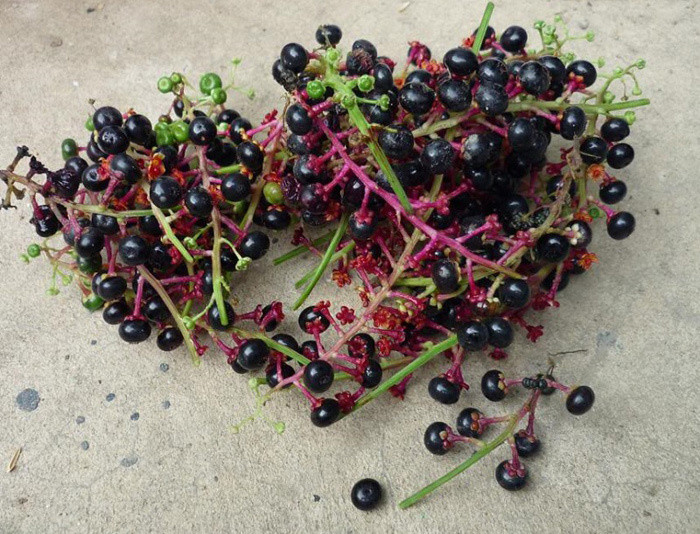 Cây sâm đất trong thời cổ đại được dùng để tăng cường miễn dịch, chống lão hóa và rối loạn cương dương. Ngày nay, loài cây này còn được sử dụng để giảm sưng, đau, ho. Người ta thường pha nước được nấu từ của sâm đất với một thìa cà phê mật ong, uống hai lần một ngày. Ảnh: Vietnamnet