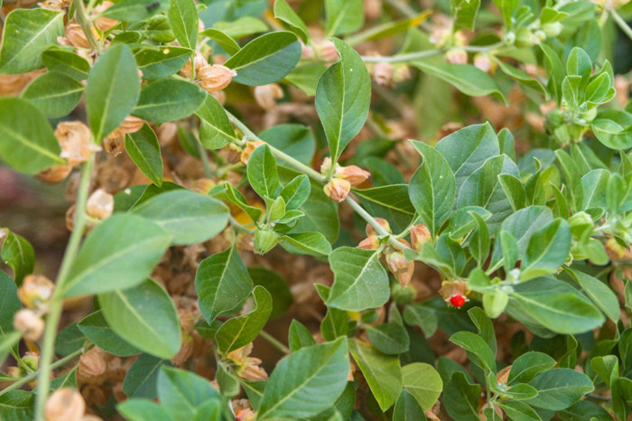 Ashwagandha là một loại thảo dược quý hiếm ở Ấn Độ, được mệnh danh là “nhân sâm Ấn Độ”. Nó có tác dụng giảm căng thẳng, tăng cường sức mạnh và cải thiện chức năng sinh lý ở cả nam và nữ. Ashwagandha có thể được sử dụng dưới dạng bột, viên nang hoặc chiết xuất lỏng. Ảnh: Vietnamnet