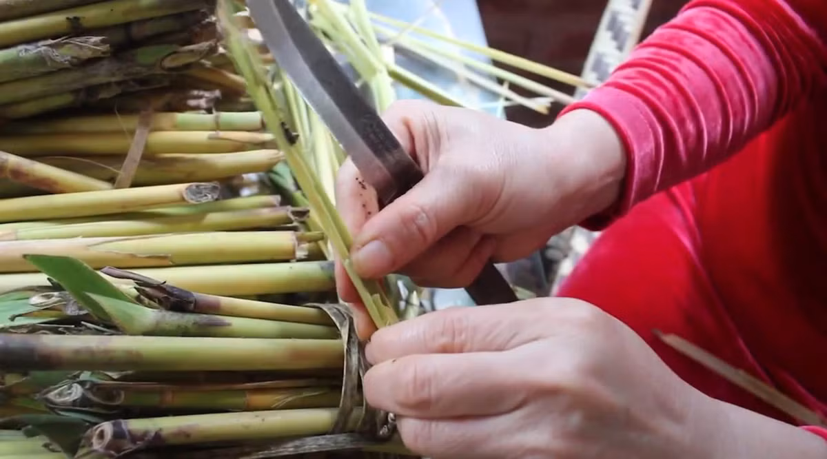 Loại đặc sản Tây Bắc này có nhiều vào mùa đông, có màu vàng ngà, nhiều giá trị dinh dưỡng. Nhiều người còn ví von nó như là đông trùng hạ thảo của Việt Nam. Ảnh: Dân Việt