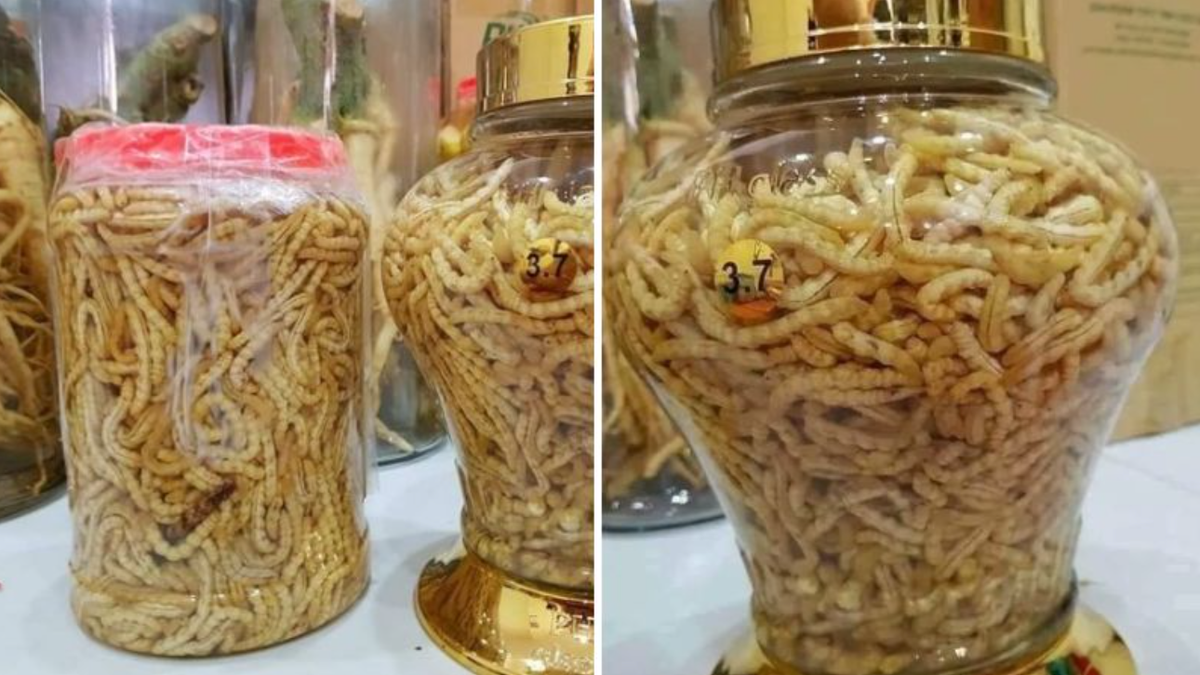 Sâu chít còn có thể ngâm rượu, có mùi thơm đặc trưng, vô cùng bổ dưỡng và thơm ngon. Rượu sâu chít có thể giúp nâng cao sức đề kháng cho cơ thể, tăng cường sinh lý ở nam giới. Ảnh: Dân Việt