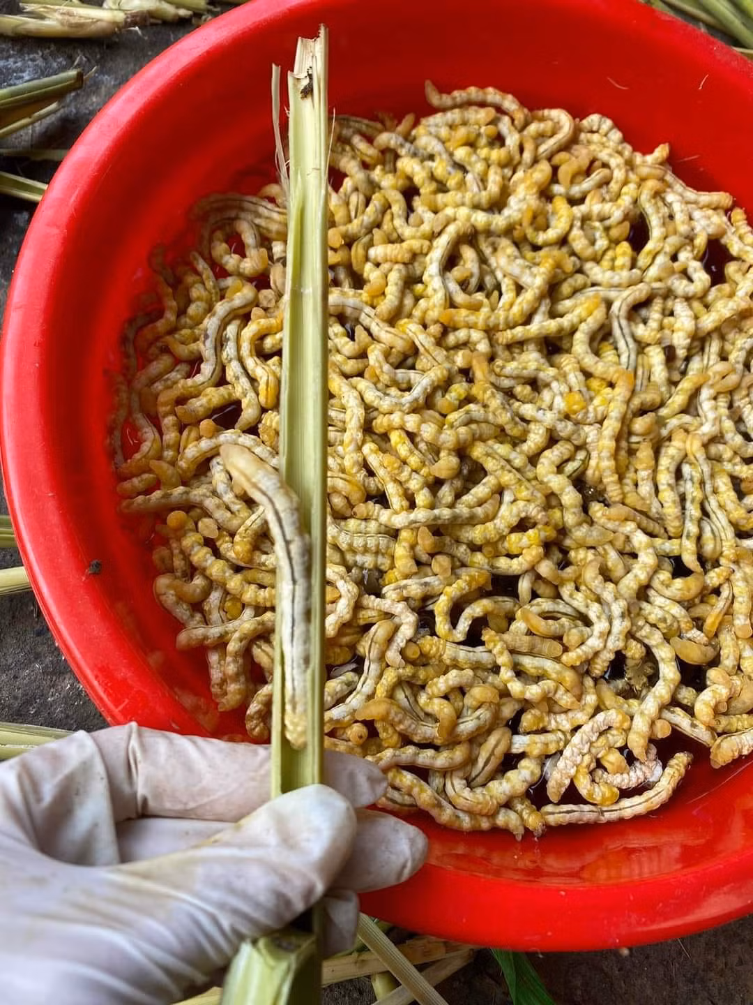 Sâu chít không chỉ là một món ăn đặc sản mà còn là một phần văn hóa độc đáo của vùng núi Tây Bắc. Nếu có cơ hội, du khách hãy thử một lần thưởng thức món ăn này để khám phá những điều thú vị trong ẩm thực Việt Nam. Ảnh: Anna Thúy