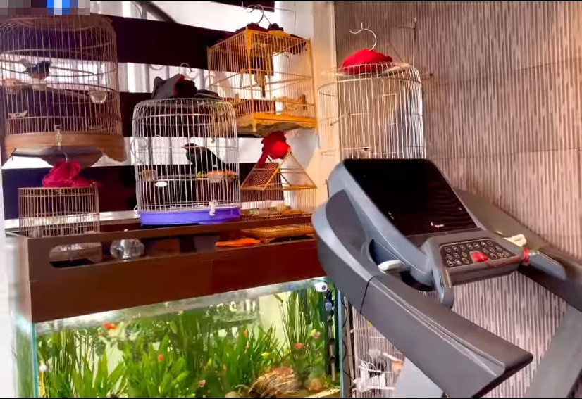 Nam nghệ sĩ còn có thú chơi chim cảnh và cá cảnh, đàn hát bên ban công mỗi khi rảnh rỗi.