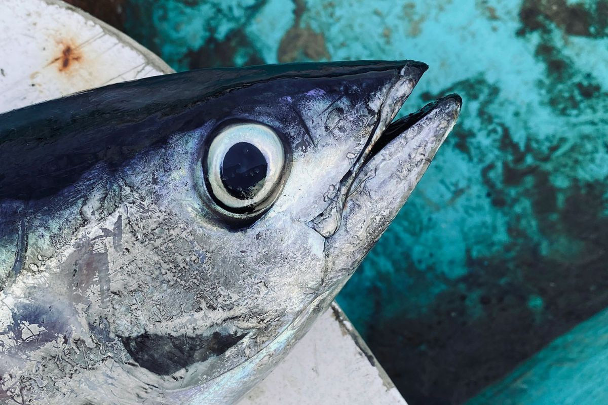 Nhắc đến Phú Yên, bên cạnh thắng cảnh tuyệt đẹp, du khách còn nhớ đến những món ăn đặc sản mang đậm hương vị biển. Trong số đó, mắt cá ngừ đại dương là món ăn độc đáo thu hút sự tò mò và thích thú của du khách.