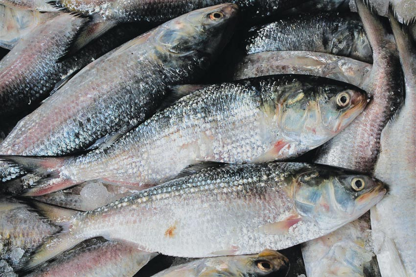 Loại cá này thường được hấp và ăn kèm với giăm bông khô, nấm và măng. Hilsa được nấu chín mà không loại bỏ vảy, vì chúng tỏa ra mùi thơm béo ngọt đặc biệt. Ảnh: Doanh nhân plus