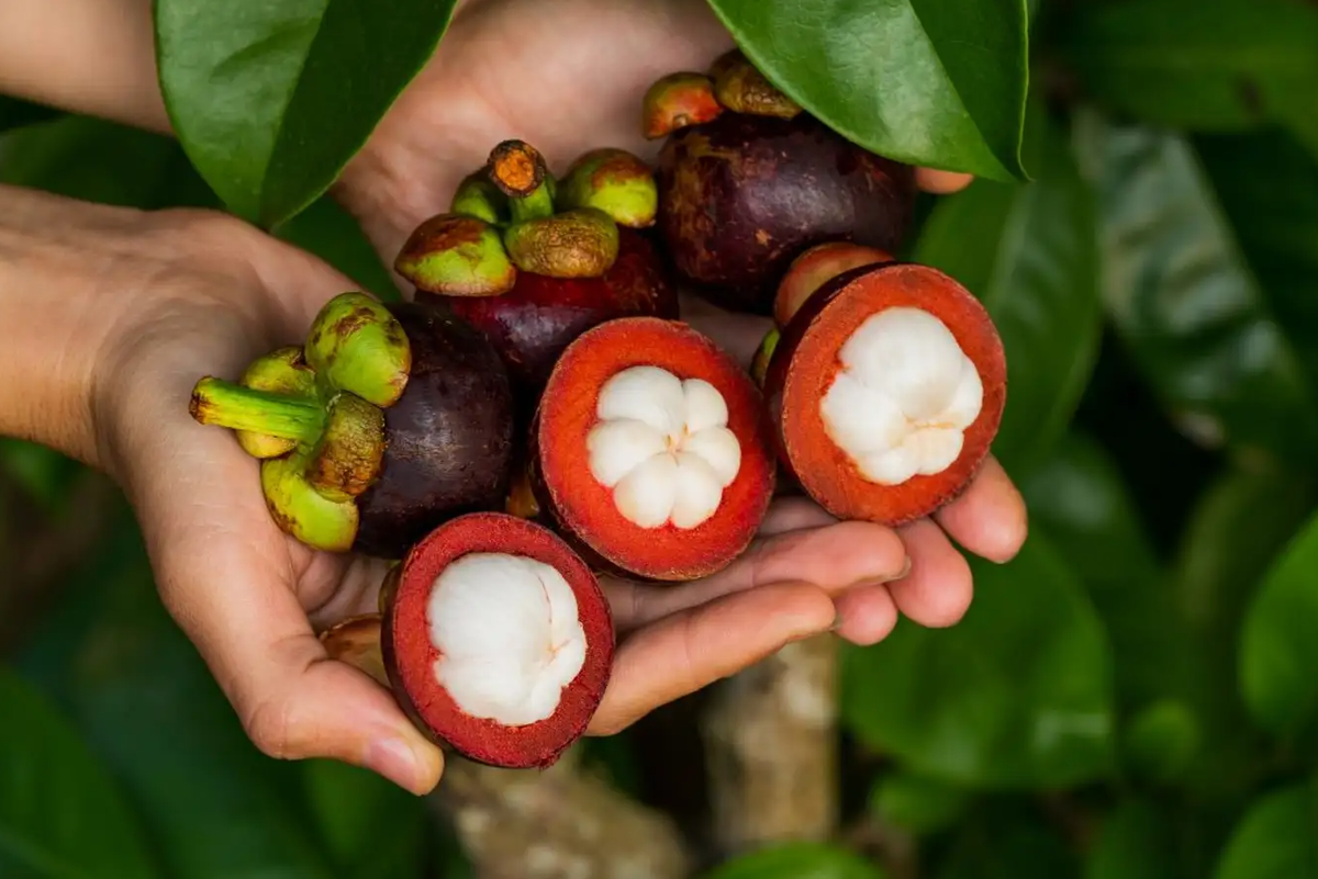 Măng cụt được trồng tại Bình Dương khá nhiều đã trở thành điểm nổi bật của nơi đây. Những quả măng cụt mũm mĩm, sáng bóng với hương vị chua ngọt, màu sắc bắt mắt làm ai ăn một lần đều phải khen ngon, thích thú, đem về biếu tặng bạn bè, người thân rất thích hợp.