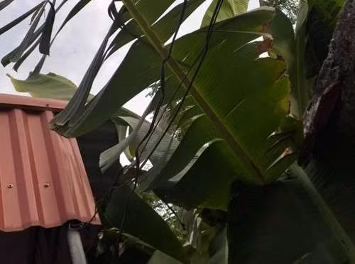 Bay chuot bang dien lam chet nguoi: Thieu hieu biet hay doc ac?-Hinh-2