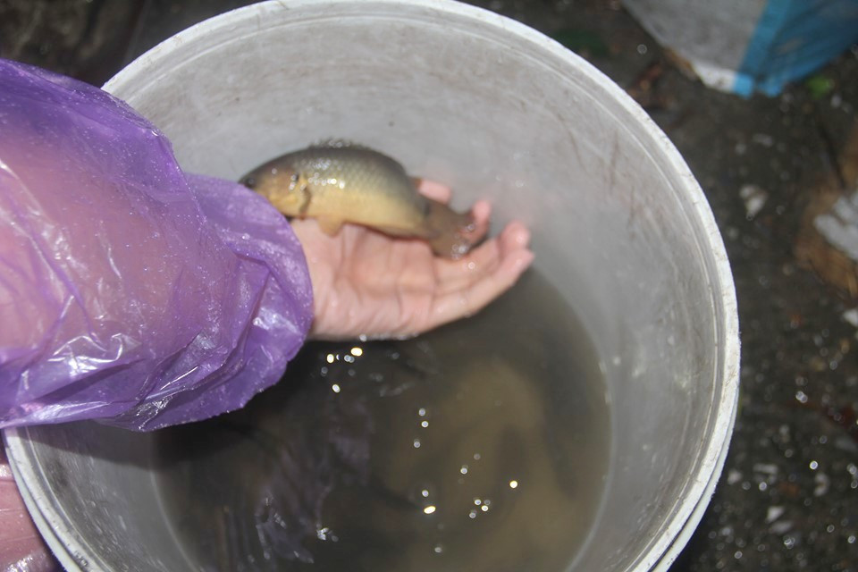 Theo người dân ở đây cho biết, do mưa kéo dài khiến đoạn đường ngập sâu cả ngày và xuất hiện cá.