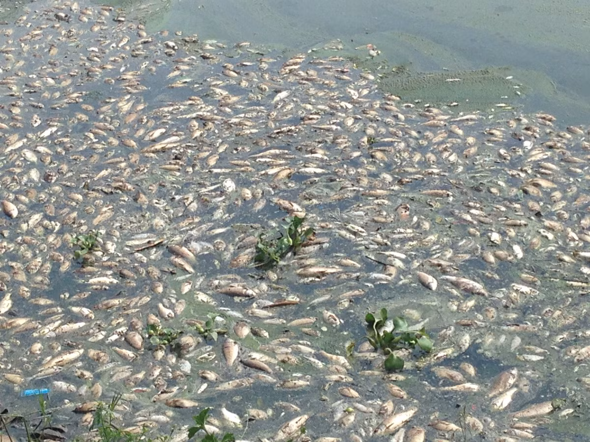 Ông Toàn cho biết thêm, trong ngày hôm qua (18/8) đơn vị đã thu gom được 2 xe cá chết nổi trên mặt hồ và sẽ được đưa lên Khu xử lý rác Nam Sơn (Sóc Sơn, Hà Nội) để tiêu hủy.