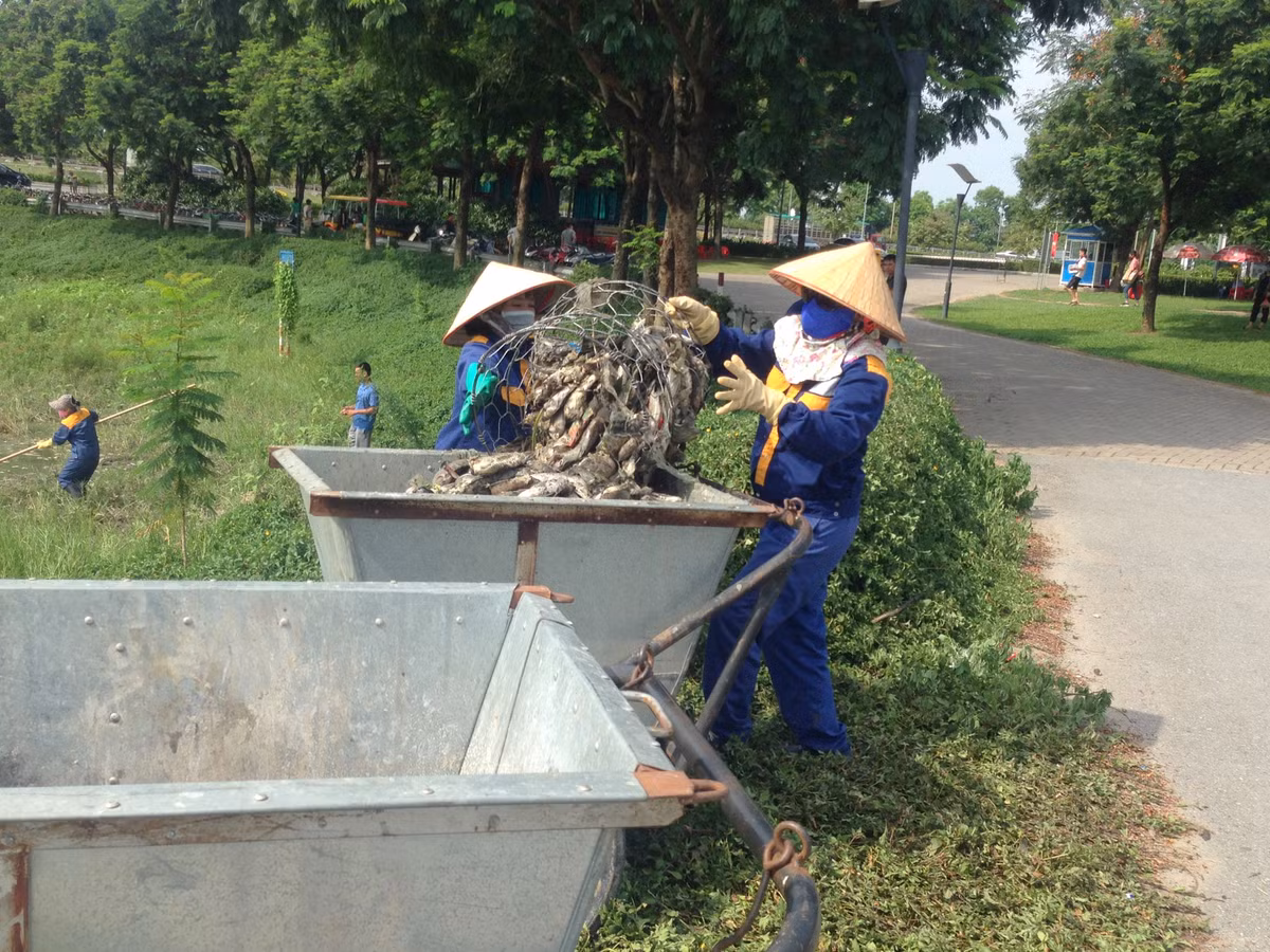 Rất nhiều xác cá chết đã được thu gom.