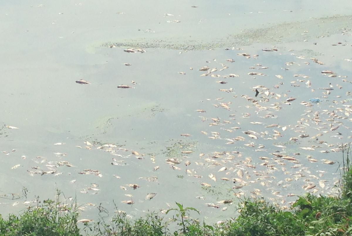 Được biết, do xác cá chết đang trong quá trình phân hủy và bốc mùi hôi thối khiến nhiều người dân khi vào công viên này vui chơi, tập thể dục điều cảm thấy khó chịu về mùi cá chết.