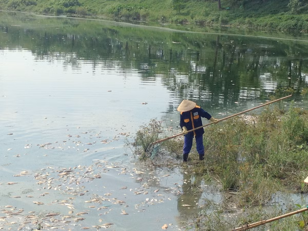 Ghi nhận của PV Kiến Thức tại hồ điều hòa Yên Sở vào 14h30 chiều 18/8 cho thấy, nhiều công nhân đang tích cực trực vớt cá chết nổi trên mặt hồ.