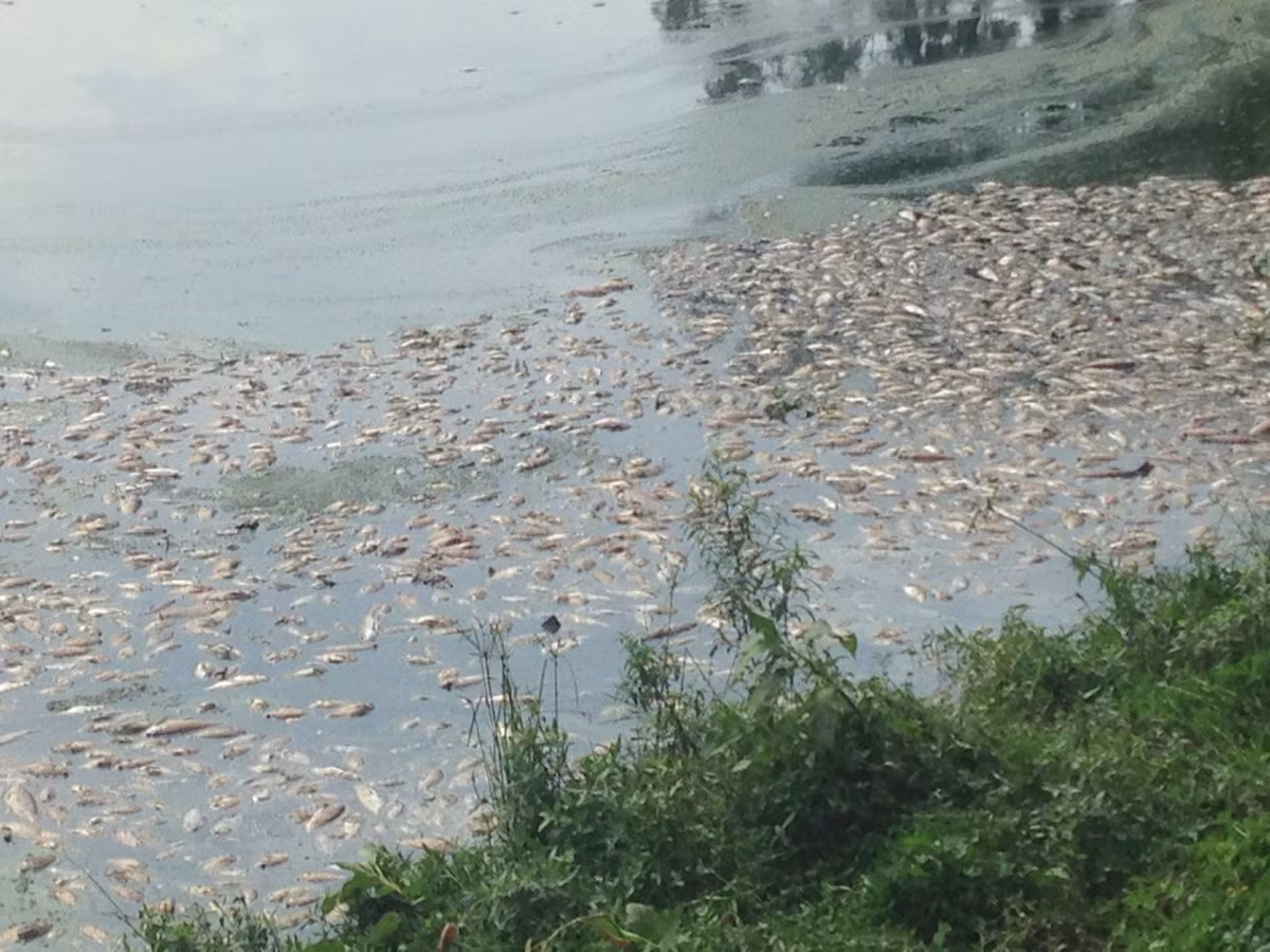 Theo ông Toàn, đây không phải là lần đầu tiên hồ điều hòa Yên Sở xuất hiện tình trạng cá chết. Trước đó, mỗi khi thời tiết thay đổi nắng mưa thất thường lại xuất hiện cá chết nổi trên hồ.