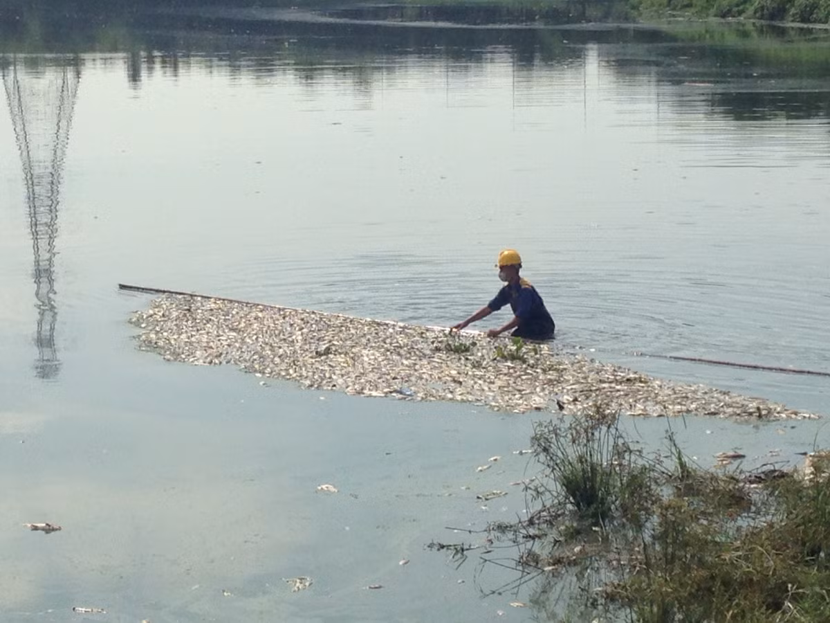 Gió đẩy xác cá chết vào góc hồ sát cổng công viên bốc mùi hôi thối.