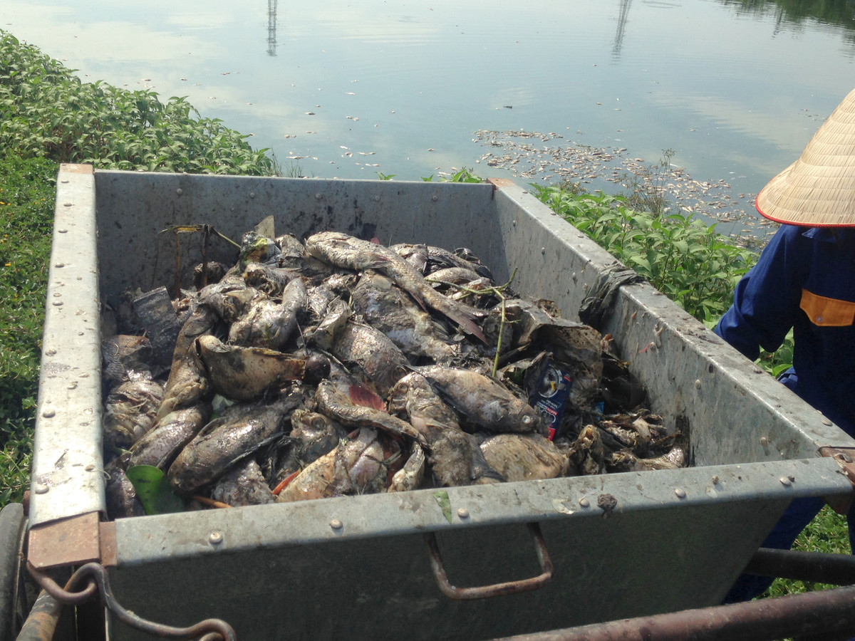 Hầu hết số lượng cá chết được vớt lên chủ yếu là rô phi, chép.
