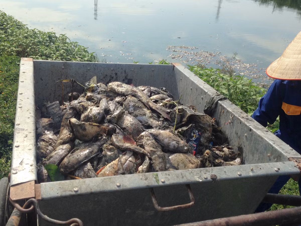 Hầu hết số lượng cá chết được vớt lên chủ yếu là rô phi, chép.