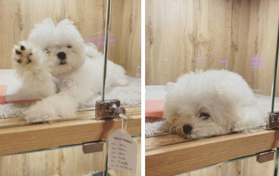 Chú cún cưng của Linh Rin có tên Rosy Rinnie, là một chú chó cái, thuộc giống maltese và có giá 65 triệu đồng. Ảnh: Instagram