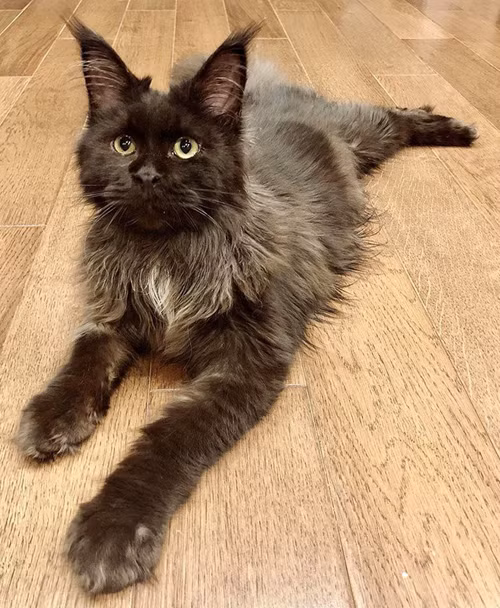 Trong đó, phải kể đến một chú mèo Mỹ lông dài (Maine Coon) có giá trị lên đến 3.000 USD (tương đương 70 triệu đồng). Trấn Thành tiết lộ, chú mèo này được đi máy bay từ Nga về và có tên Trấn Xì. Ảnh: FBNV
