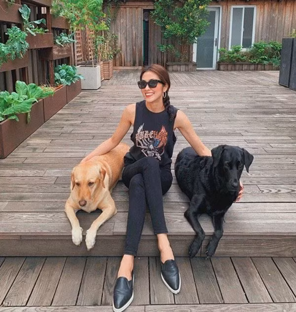 Molly và April thuộc giống Lab - một giống chó săn phổ biến của Mỹ, có giá khoảng 40 triệu/con. Ảnh: FBNV