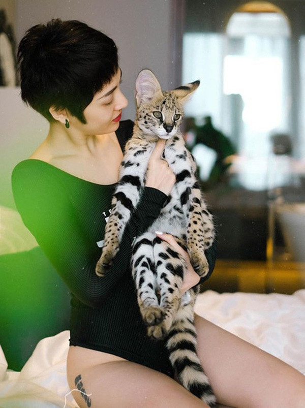 Để sở hữu được chú linh miêu quý hiếm này, nữ ca sĩ đã phải chi khoảng 300.000 - 500.000 triệu đồng. Ảnh: FBNV