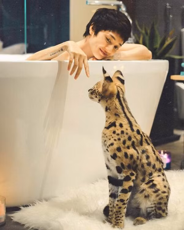  Bảo Anh từng khiến khán giả thích thú khi đón về nhà bé mèo có vẻ ngoài rất đặc biệt có tên Cartier, thuộc giống Serval (Linh miêu đồng cỏ). Ảnh: FBNV