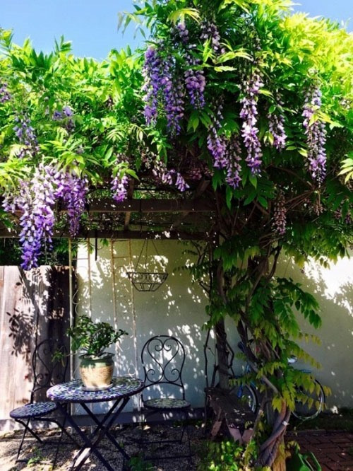 Ở khu vực sân vườn, Thúy Nga trồng vô số hoa và cây cảnh.