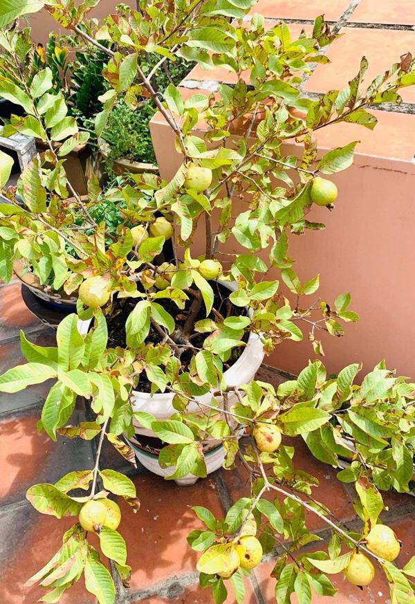 Cây ổi trồng chậu vẫn sai trĩu quả. Nguồn ảnh: FBNV.