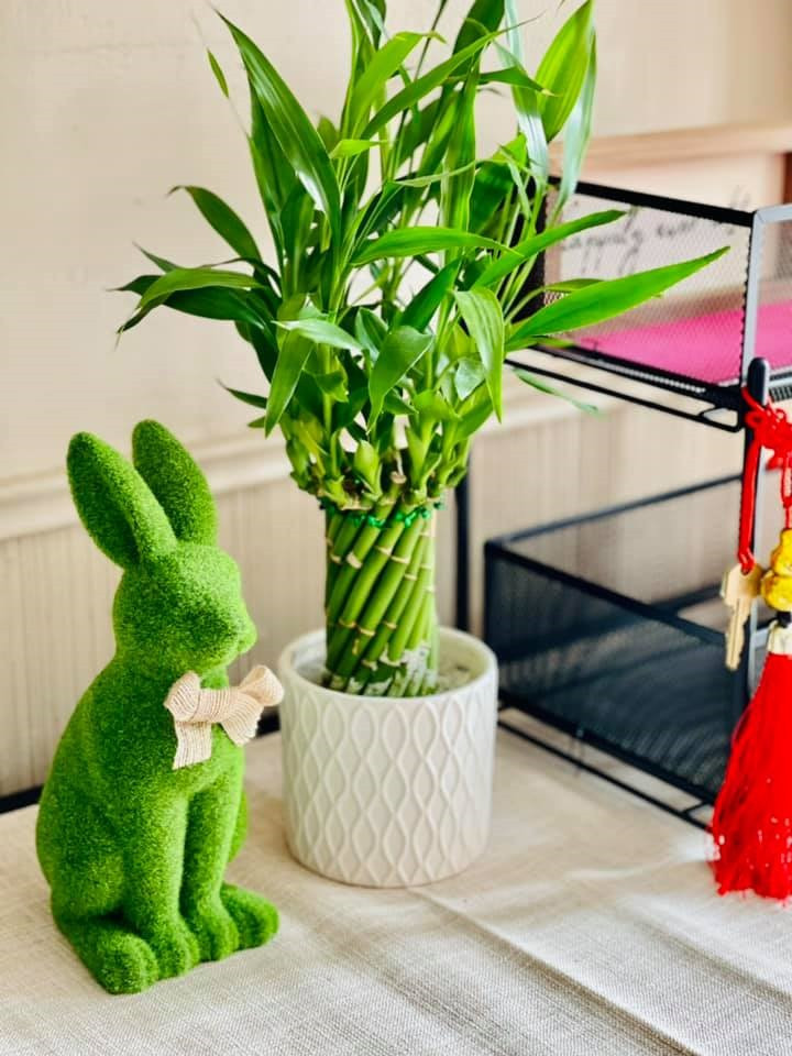 Khắp nơi trong nhà đều có cây xanh.