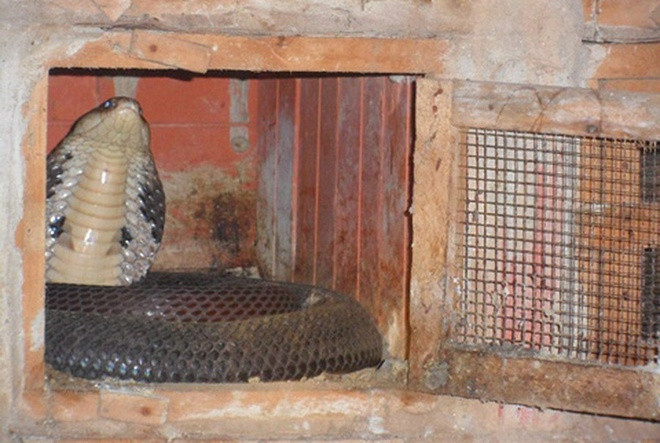 Tỉnh Vĩnh Phúc được mệnh danh là thủ phủ nuôi rắn của Việt Nam với sản lượng hàng năm khoảng 250 tấn rắn thịt thương phẩm và khoảng 3 - 4 triệu quả trứng giống. Ảnh: Zing