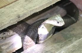 Nuôi rắn độc cũng là một trong những nghề nguy hiểm ở nước ta. Thế nhưng, nghề này có thể mang lại lợi nhuận cao. Ảnh: VTC