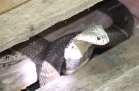 Nuôi rắn độc cũng là một trong những nghề nguy hiểm ở nước ta. Thế nhưng, nghề này có thể mang lại lợi nhuận cao. Ảnh: VTC