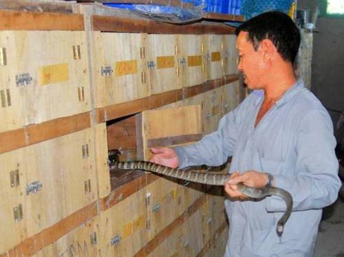 Những năm "được mùa", rắn bán được giá tới hơn 1 triệu/kg, rẻ cũng phải hơn 400.000 đồng/kg. Ảnh: Dân Việt