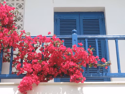 Trong phong thủy, hoa giấy có tán rộng vừa tạo bóng mát đẹp lại ý nghĩa xua đuổi, ngăn chặn những khí hung vào nhà và mang lại nhiều may mắn. Ảnh: Internet