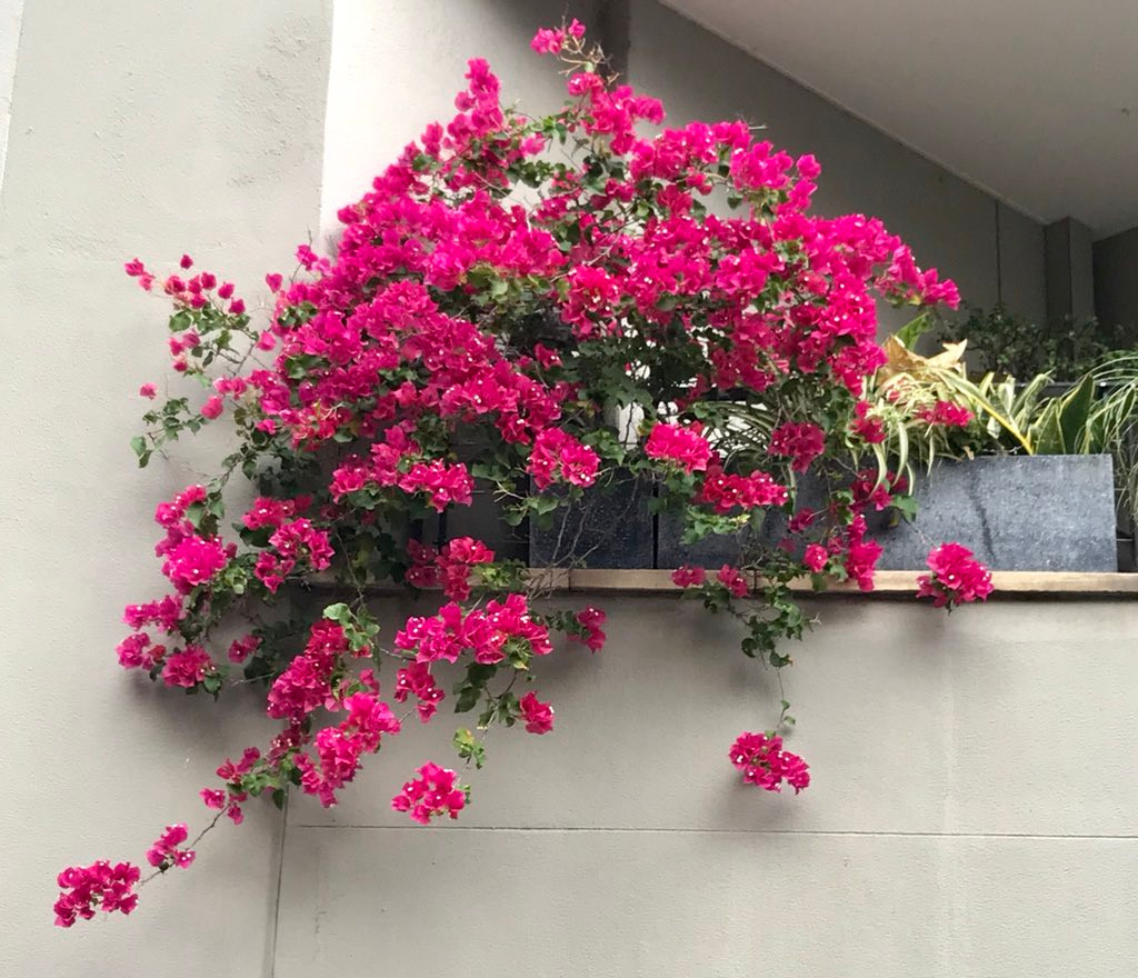 Hoa giấy ưa nắng, có khả năng chịu hạn cao, khả năng sinh trưởng tốt và cho hoa quanh năm. Cây cũng không cần phải chăm sóc quá nhiều, rất thích hợp cho những gia đình có ban công hướng nắng. Ảnh: Internet