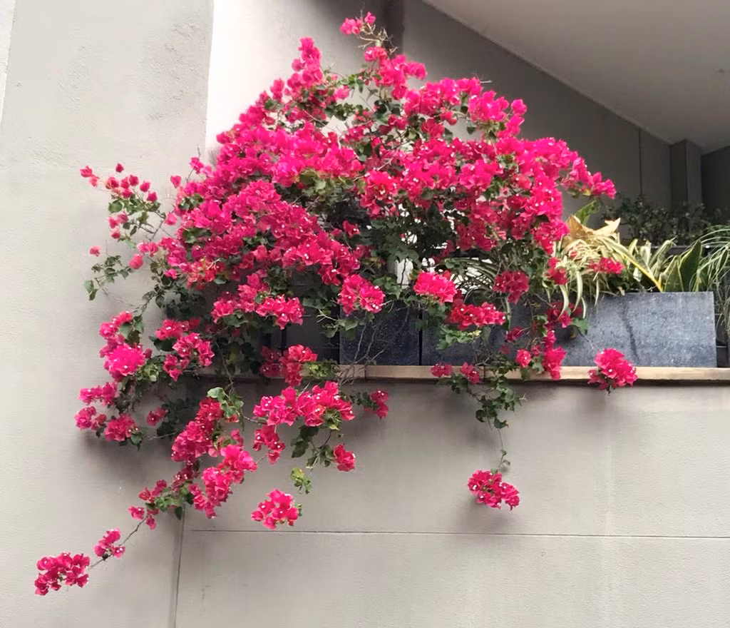 Hoa giấy ưa nắng, có khả năng chịu hạn cao, khả năng sinh trưởng tốt và cho hoa quanh năm. Cây cũng không cần phải chăm sóc quá nhiều, rất thích hợp cho những gia đình có ban công hướng nắng. Ảnh: Internet