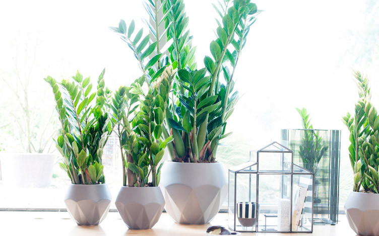 Giống như tên gọi, kim tiền nếu được trồng ở ban công được xem là có thể thu hút tài lộc về cho gia chủ. Ảnh: Vuoncayviet Thông tin trong bài chỉ mang tinh chất tham khảo!