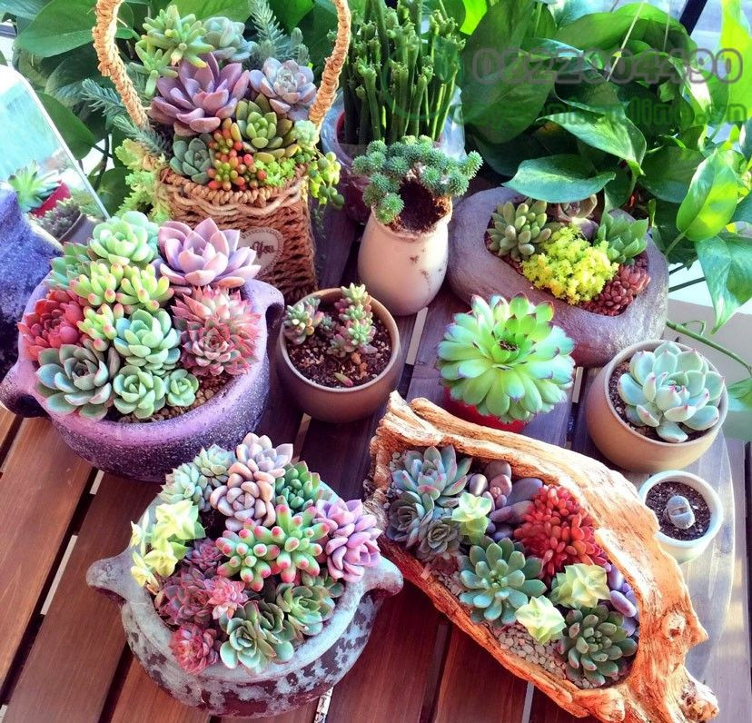 Dễ sống, có khả năng chịu nhiệt tốt ở môi trường khô hạn, không cần chăm sóc thường xuyên, sen đá là sự lựa chọn lý tưởng cho loài hoa trồng ban công. Ảnh: Caycanhonline