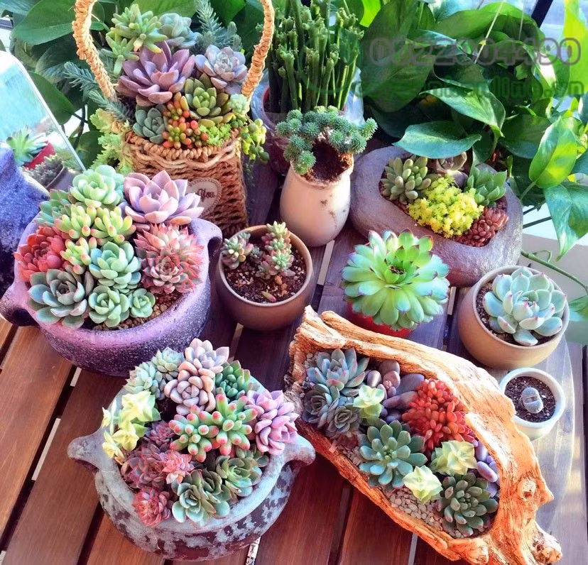 Dễ sống, có khả năng chịu nhiệt tốt ở môi trường khô hạn, không cần chăm sóc thường xuyên, sen đá là sự lựa chọn lý tưởng cho loài hoa trồng ban công. Ảnh: Caycanhonline