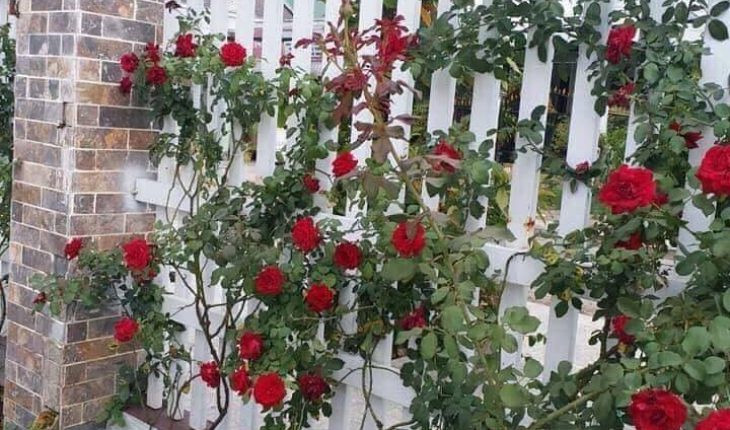 Hoa hồng leo sẽ mang đến không khí ấm áp và hạnh phúc và thu hút cả may mắn, tài lộc cho gia đình. Đặc biệt, sắc hồng dịu dàng của hoa hồng leo phù hợp với những người mang mệnh Hỏa hoặc Thổ. Ảnh: Internet