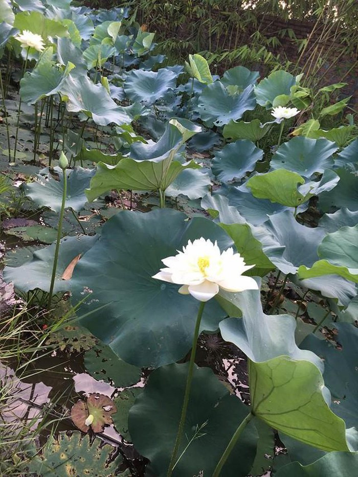 Ngoài cây ăn quả, nghệ sĩ Giang còi còn trồng cả hoa. Ảnh: FBNV.