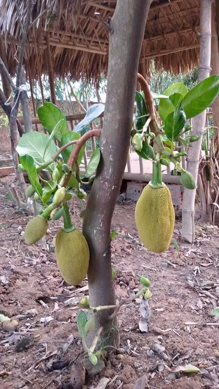 Cây mít cho trái sai trĩu quả. Ảnh: FBNV.